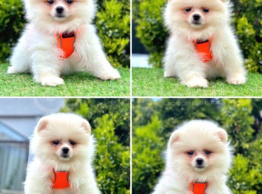 Show Kalite Pomeranian Boo Yavrular