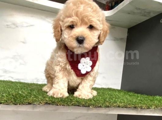0 Numara Mi̇ni̇ Boy Malti̇poo Yavrular görsel