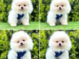 Show Kalite Pomeranian Boo Yavrular