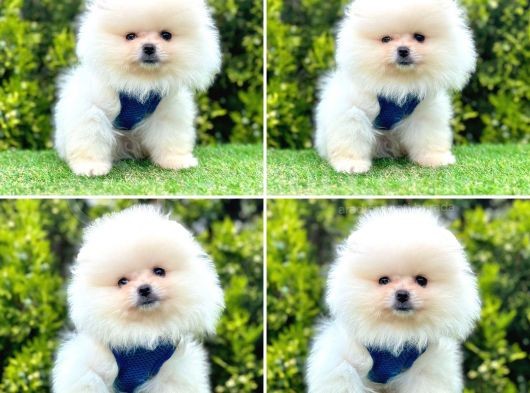 Show Kalite Pomeranian Boo Yavrular