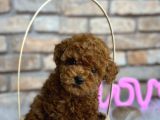 Birbirinden Güzel Orjinal Irk Toy Poodle Bebekler