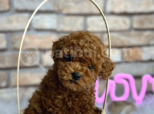 Birbirinden Güzel Orjinal Irk Toy Poodle Bebekler görsel