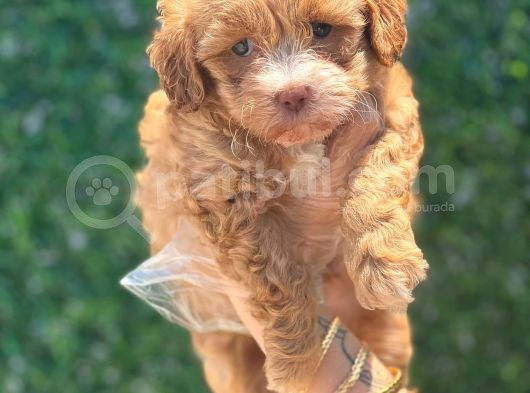 Küçük Maltipoo Yavrum görsel