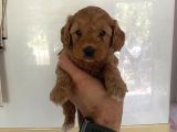 Malti̇po Dünyasina Hoşgeldi̇n