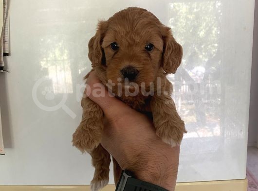 Malti̇po Dünyasina Hoşgeldi̇n görsel