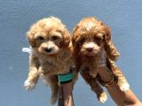 Orjinal maltipoo