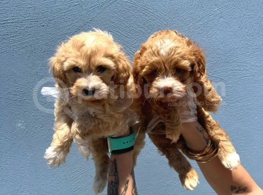 Orjinal Maltipoo
