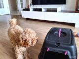 6 Aylık Dişi Poodle Yavrumuz