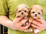 Saglik Ve İrk Garanti̇li̇ Toy Poodle Yavrularimiz
