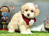 Maltipoo Dizayn Irk Yavrular