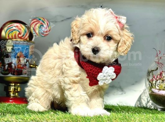 Maltipoo Dizayn Irk Yavrular görsel