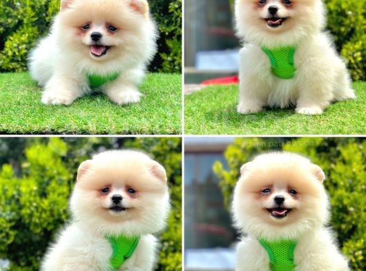 Show Kalite Pomeranian Boo Yavrular