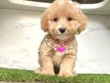 0 Numara Mi̇ni̇ Boy Malti̇poo Yavrular