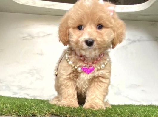 0 Numara Mi̇ni̇ Boy Malti̇poo Yavrular görsel