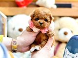 Sevgi̇ Dolu Toy Poodle Yavrularimiz