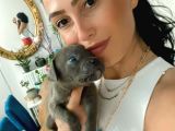 Cane Corso Blue Ve Siyah Yavrularım Sğlık Ve Irk Garantilidir