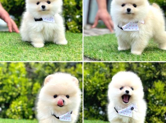 Show Kalite Pomeranian Boo Yavrular