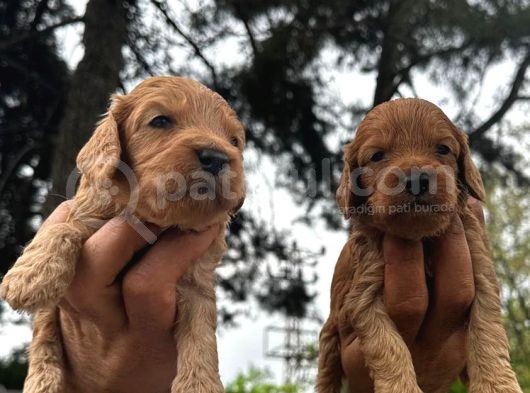 Sevecen Malti̇poo Yavrular görsel