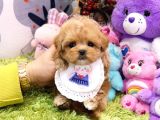 KALİTESİ TARTIŞILMAZ DÜZEYDEKİ TOY POODLE BEBEKLER