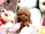 Red Brown Toy Poodle Yavrularımız