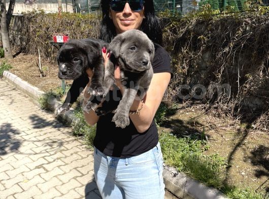 Cane Corso Blue Ve Siyah Yavrularım Sğlık Ve Irk Garantilidir görsel
