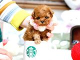 Sevgi̇ Dolu Toy Poodle Yavrularimiz