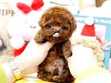 Show Kali̇te Red Brown Toy Poodle Bebekleri̇m