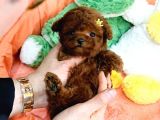 Bi̇blo Gi̇bi̇ Kore Kani Toy Poodle Yavrular