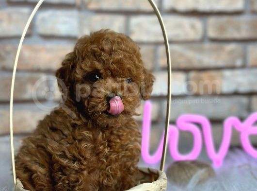 Birbirinden Güzel Orjinal Irk Toy Poodle Bebekler görsel