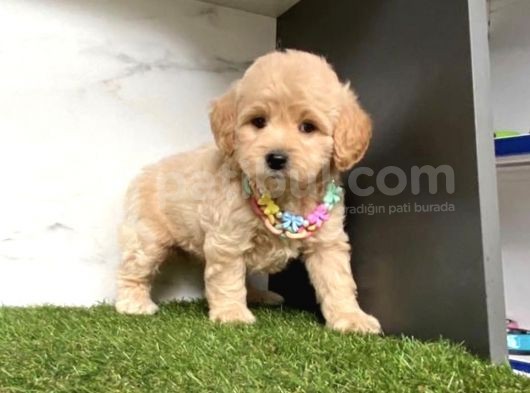 0 Numara Mi̇ni̇ Boy Malti̇poo Yavrular görsel