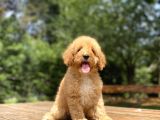 Aşili Bebek Suratli Toy Poodle Yavrular