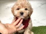 0 Numara Mi̇ni̇ Boy Malti̇poo Yavrular