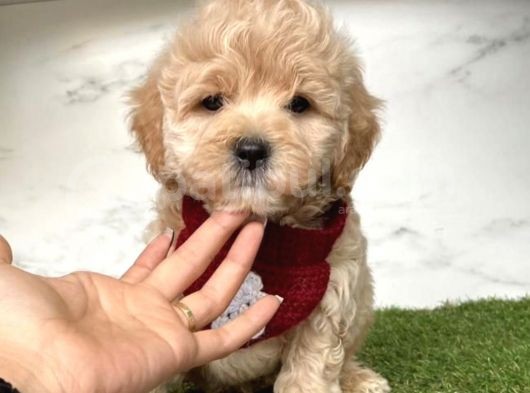 0 Numara Mi̇ni̇ Boy Malti̇poo Yavrular görsel