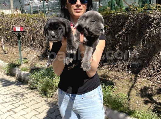 Cane Corso Blue Ve Siyah Yavrularım Sğlık Ve Irk Garantilidir görsel