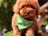 Yerli̇ Üreti̇m Mi̇ni̇ Boy Toy Poodle Yavrular