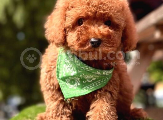 Yerli̇ Üreti̇m Mi̇ni̇ Boy Toy Poodle Yavrular görsel