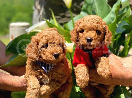 RED TOY POODLE