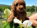 TOY POODLE