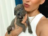 Cane Corso Blue Ve Siyah Yavrularım Sğlık Ve Irk Garantilidir