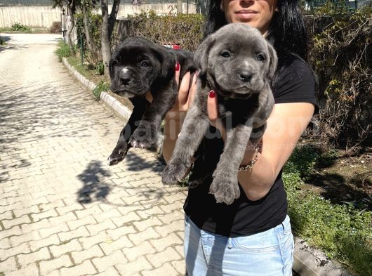 Cane Corso Blue Ve Siyah Yavrularım Sğlık Ve Irk Garantilidir görsel