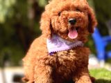 Yerli̇ Üreti̇m Mi̇ni̇ Boy Toy Poodle Yavrular