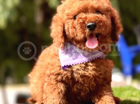 Yerli̇ Üreti̇m Mi̇ni̇ Boy Toy Poodle Yavrular görsel