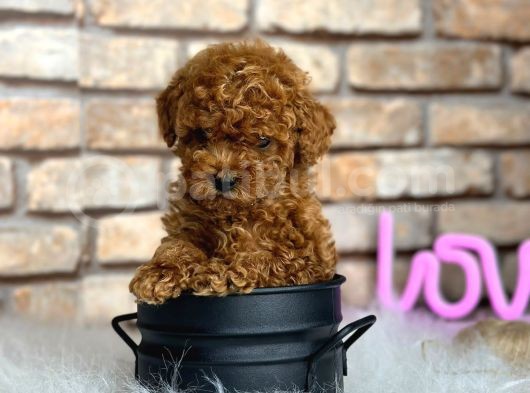 Birbirinden Güzel Orjinal Irk Toy Poodle Bebekler görsel