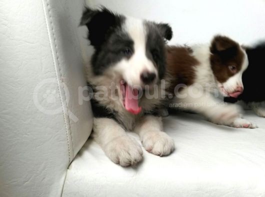 Safkan Border Collie Yavruları Burkemden görsel