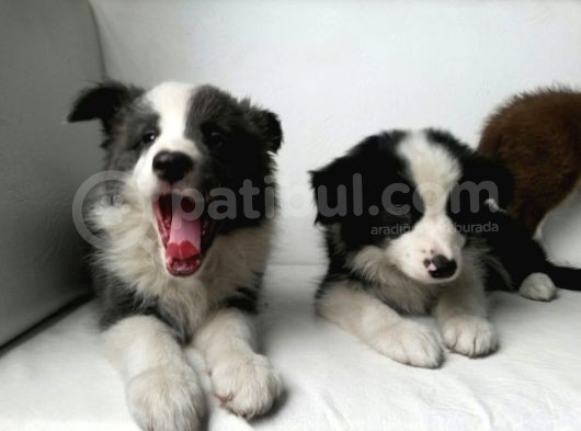 Safkan Border Collie Yavruları Burkemden görsel