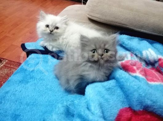 British Shorthair görsel