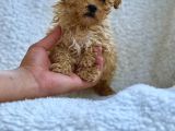 ORJİNAL MALTİPOO YAVRULARI