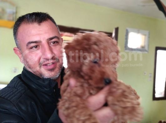 Safkan Poodle Yavruları Burkemden görsel