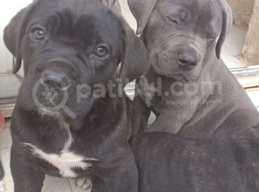 İstanbul Da Safkan Canecorsa Yavrularımız