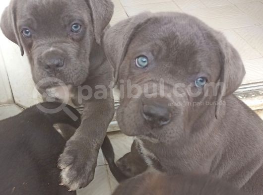 İstanbul Da Safkan Canecorsa Yavrularımız görsel